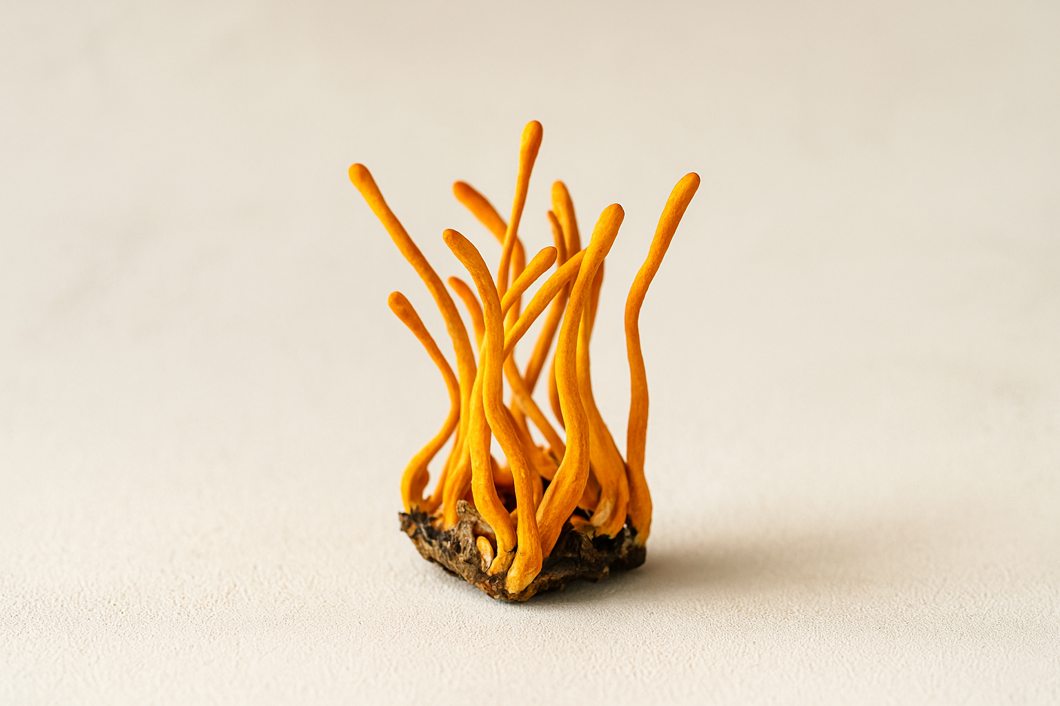 Cordyceps: Energía Femenina Desde la Raíz